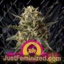 Bubble Gum XL by Royal Queen Cannabis Seeds For Sale at Just Feminized