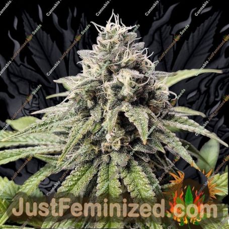Gorilla Zkittlez by Barneys Farm Cannabis Seeds For Sale at Just Feminized