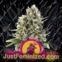 Chocolate Haze by Royal Queen Cannabis Seeds For Sale at Just Feminized