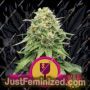 Critical by Royal Queen Cannabis Seeds For Sale at Just Feminized