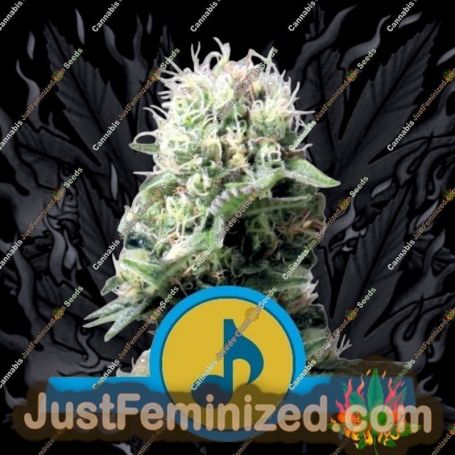 Dance World by Royal Queen Cannabis Seeds For Sale at Just Feminized