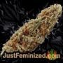 Dance World by Royal Queen Buds Weed Ganja Skunk Pot Reefer Dope Herb Pics Images