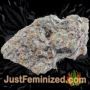 Dance World by Royal Queen Buds Weed Ganja Skunk Pot Reefer Dope Herb Pics Images