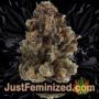 Dance World by Royal Queen Buds Weed Ganja Skunk Pot Reefer Dope Herb Pics Images