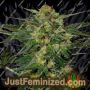 LSD Auto by Barneys Farm Cannabis Seeds For Sale at Just Feminized