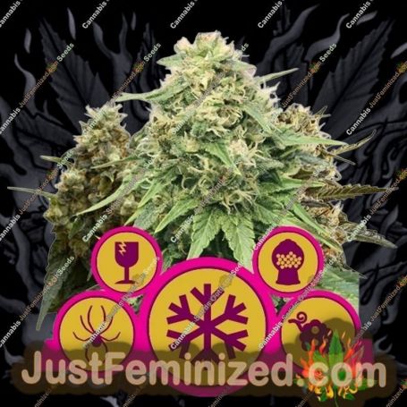 Mixed by Royal Queen Cannabis Seeds For Sale at Just Feminized
