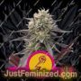 Green Punch by Royal Queen Cannabis Seeds For Sale at Just Feminized