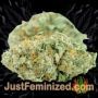 LSD Auto by Barneys Farm Buds Weed Ganja Skunk Pot Reefer Dope Herb Pics Images