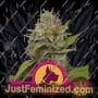 Kali Dog by Royal Queen Cannabis Seeds For Sale at Just Feminized