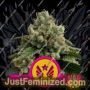 Legendary Punch by Royal Queen Cannabis Seeds For Sale at Just Feminized