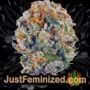 Legendary Punch by Royal Queen Buds Weed Ganja Skunk Pot Reefer Dope Herb Pics Images