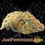 North Thunderfuck by Royal Queen Buds Weed Ganja Skunk Pot Reefer Dope Herb Pics Images
