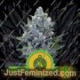 Northern Light Auto by Royal Queen Cannabis Seeds For Sale at Just Feminized