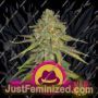 OG Kush by Royal Queen Cannabis Seeds For Sale at Just Feminized