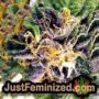 Power Flower by Royal Queen THC CBD Close Up Trichomes Potency Yield Indica Sativa Strain Pic Images