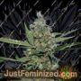 Laughing Buddha by Barneys Farm Cannabis Seeds For Sale at Just Feminized