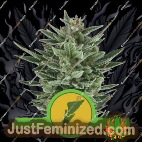 Quick One Auto by Royal Queen Cannabis Seeds For Sale at Just Feminized