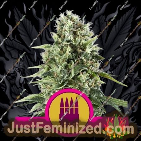 Royal AK by Royal Queen Cannabis Seeds For Sale at Just Feminized