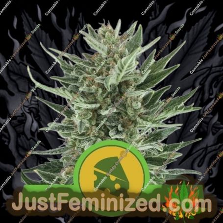 Royal Cheese Auto by Royal Queen Cannabis Seeds For Sale at Just Feminized
