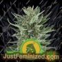 Royal Cheese Auto by Royal Queen Cannabis Seeds For Sale at Just Feminized
