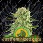 Royal Cookies Auto by Royal Queen Cannabis Seeds For Sale at Just Feminized