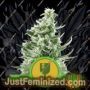 Royal Critical Auto by Royal Queen Cannabis Seeds For Sale at Just Feminized