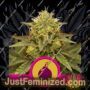 Royal Domina by Royal Queen Cannabis Seeds For Sale at Just Feminized