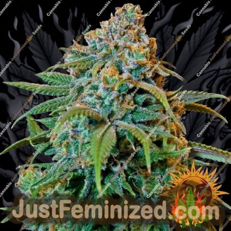 Liberty Haze by Barneys Farm Cannabis Seeds For Sale at Just Feminized