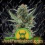 Royal Dwarf Auto by Royal Queen Cannabis Seeds For Sale at Just Feminized