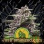 Royal Gorilla Auto by Royal Queen Cannabis Seeds For Sale at Just Feminized