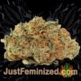 Liberty Haze by Barneys Farm Buds Weed Ganja Skunk Pot Reefer Dope Herb Pics Images