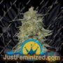 Royal Highness by Royal Queen Cannabis Seeds For Sale at Just Feminized