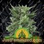 Royal Kush Auto by Royal Queen Cannabis Seeds For Sale at Just Feminized