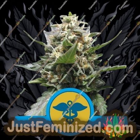Royal Medic by Royal Queen Cannabis Seeds For Sale at Just Feminized