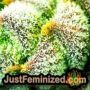 Liberty Haze by Barneys Farm THC CBD Close Up Trichomes Potency Yield Indica Sativa Strain Pic Images