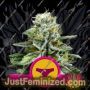 Sherbet Queen by Royal Queen Cannabis Seeds For Sale at Just Feminized