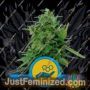 Solomatic Auto by Royal Queen Cannabis Seeds For Sale at Just Feminized