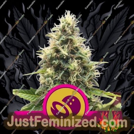 Somango XL by Royal Queen Cannabis Seeds For Sale at Just Feminized