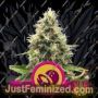 Somango XL by Royal Queen Cannabis Seeds For Sale at Just Feminized