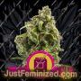 Sour Diesel by Royal Queen Cannabis Seeds For Sale at Just Feminized