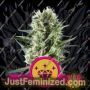 Special Kush No.1 by Royal Queen Cannabis Seeds For Sale at Just Feminized