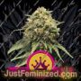 Special Queen No.1 by Royal Queen Cannabis Seeds For Sale at Just Feminized