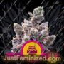 Wedding Gelato by Royal Queen Cannabis Seeds For Sale at Just Feminized