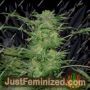 AK48 Auto by Sagarmatha Seeds Cannabis Seeds For Sale at Just Feminized