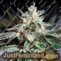 Black Buddha by Sagarmatha Seeds Cannabis Seeds For Sale at Just Feminized