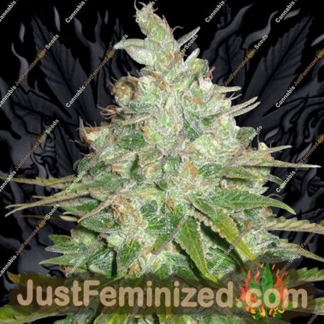 Black Domina Auto by Sagarmatha Seeds Cannabis Seeds For Sale at Just Feminized