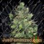 Black Thunderfuck by Sagarmatha Seeds Cannabis Seeds For Sale at Just Feminized