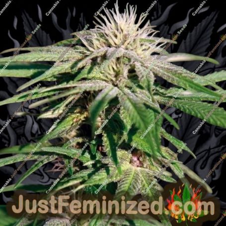 Night Shade by Barneys Farm Cannabis Seeds For Sale at Just Feminized