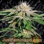 Night Shade by Barneys Farm Cannabis Seeds For Sale at Just Feminized