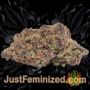 Blueberry Bud by Sagarmatha Seeds Buds Weed Ganja Skunk Pot Reefer Dope Herb Pics Images